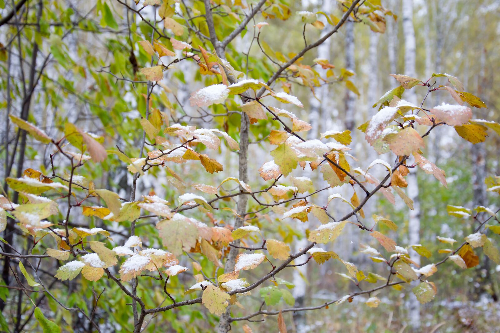 Nikon D3100 sample photo. Autumn, forest, nature photography