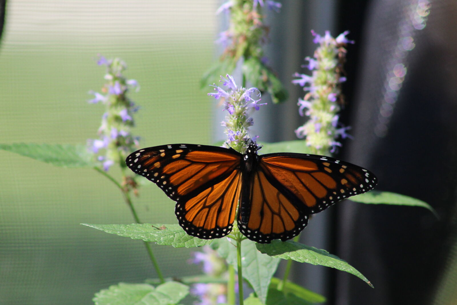 Canon EF 75-300mm f/4-5.6 sample photo. Bugs, butterflies, butterfly, insects photography