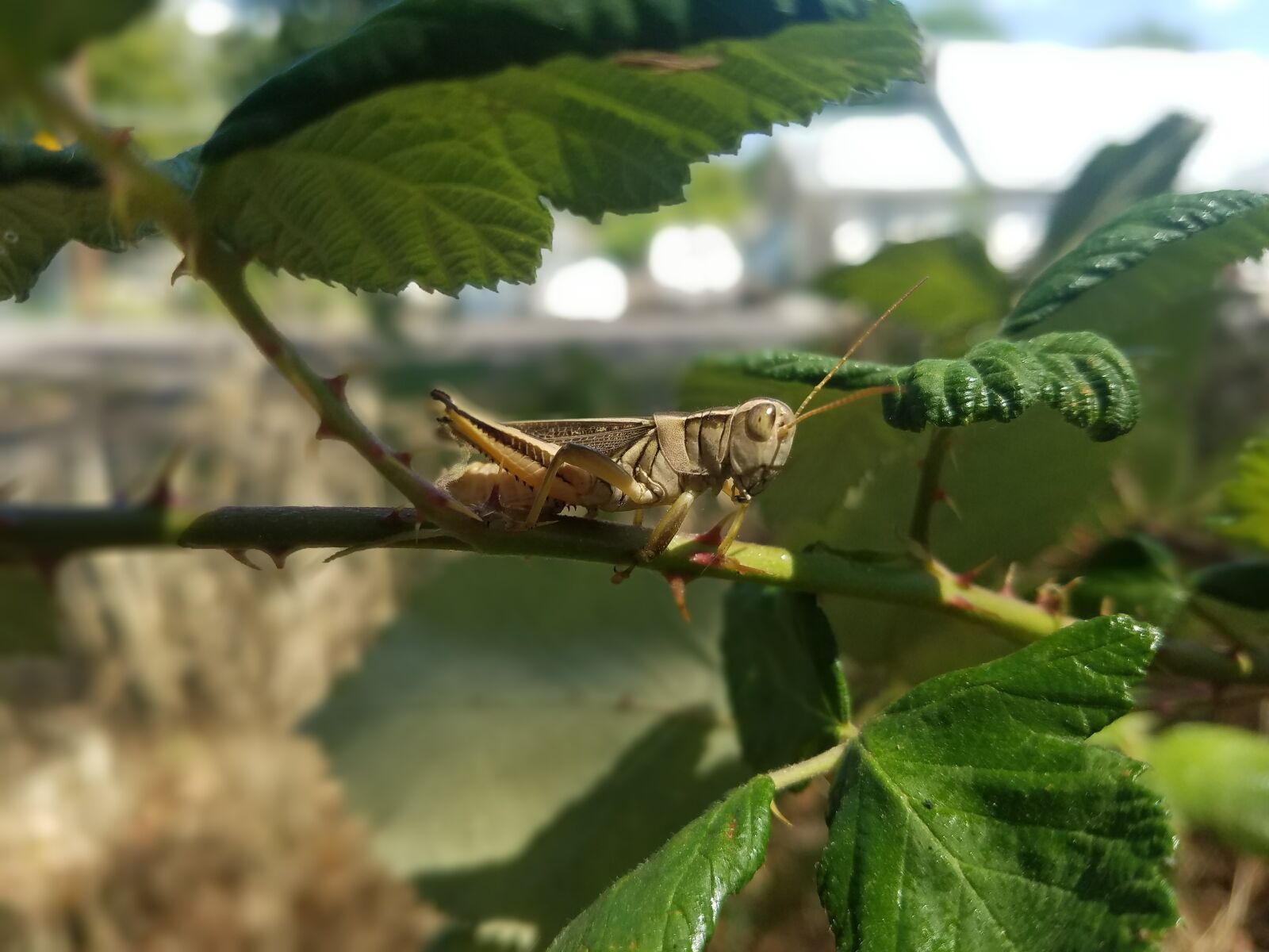 Samsung Galaxy S7 sample photo. Cricket, insect, macro photography