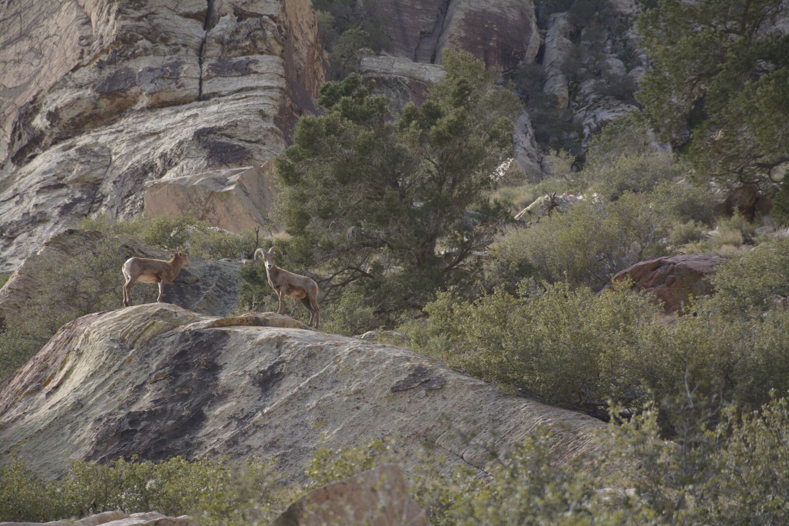 Nikon D7100 sample photo. Goat, animal, mountain photography