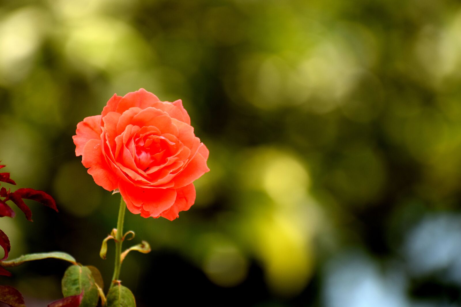 Nikon D3300 sample photo. Flower, nature, rose photography