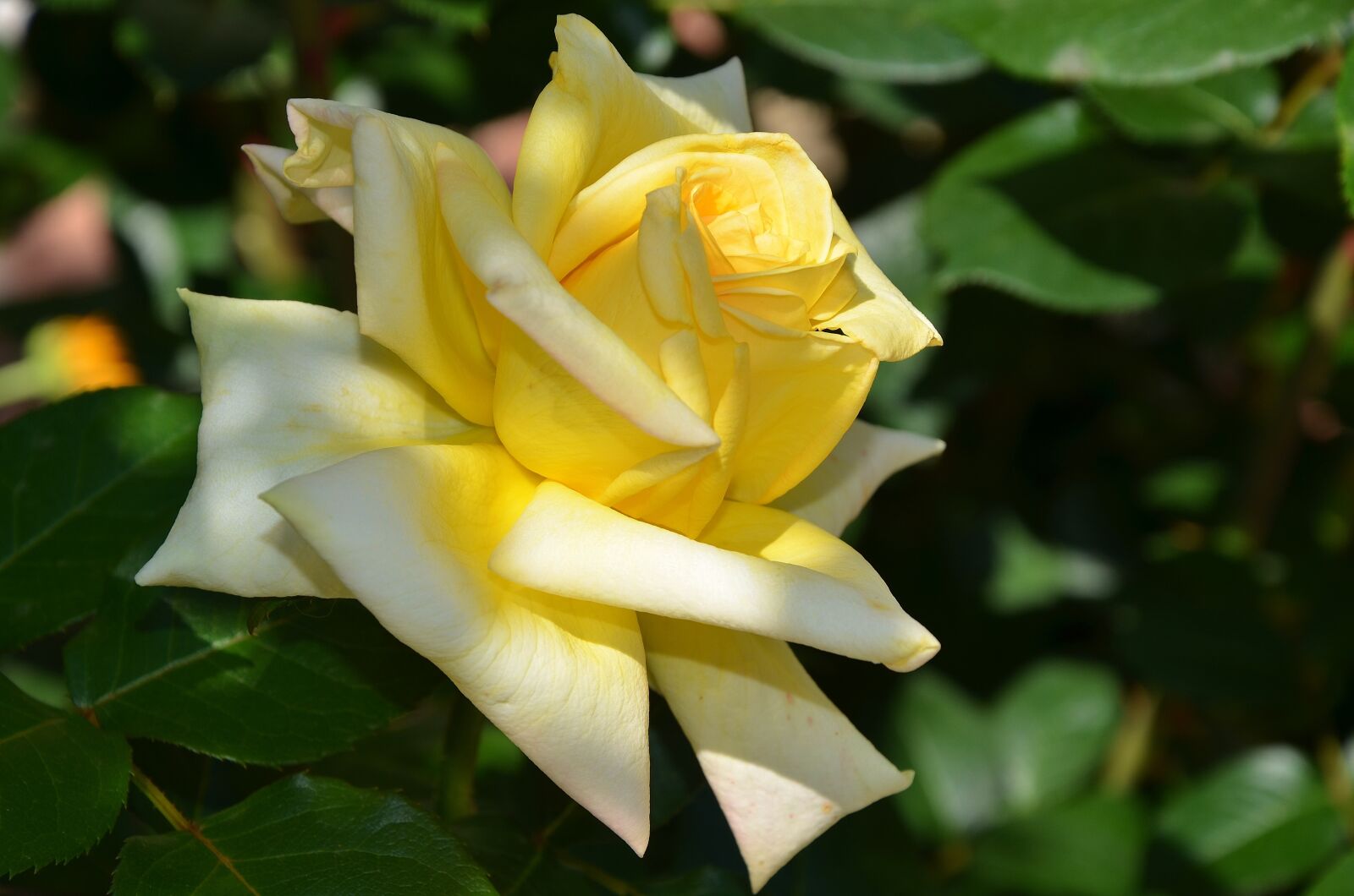 Nikon D7000 sample photo. Flower, blossom, plant photography