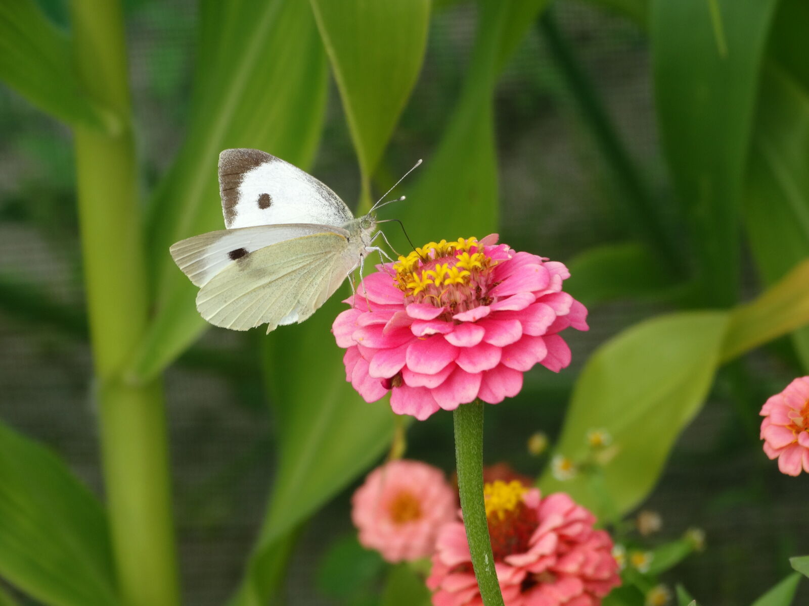 Sony Cyber-shot DSC-HX300 sample photo. Butterfly, flower, green, pink photography