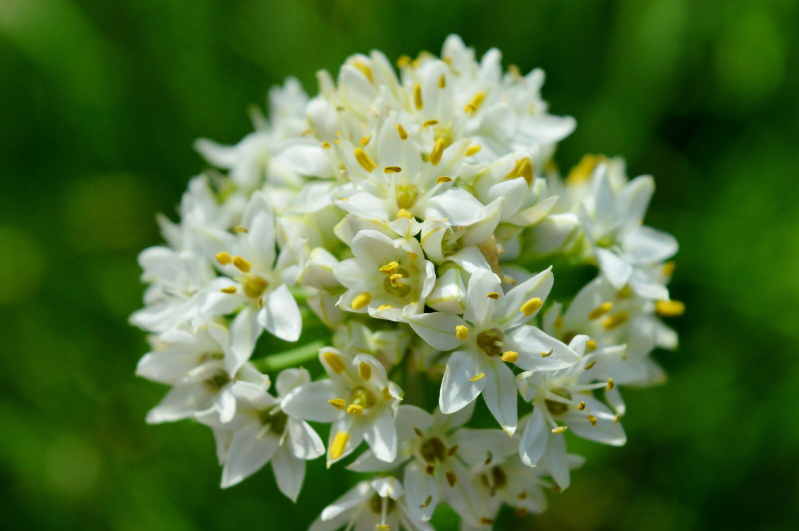 Nikon D3200 sample photo. Blossom, bloom, close up photography