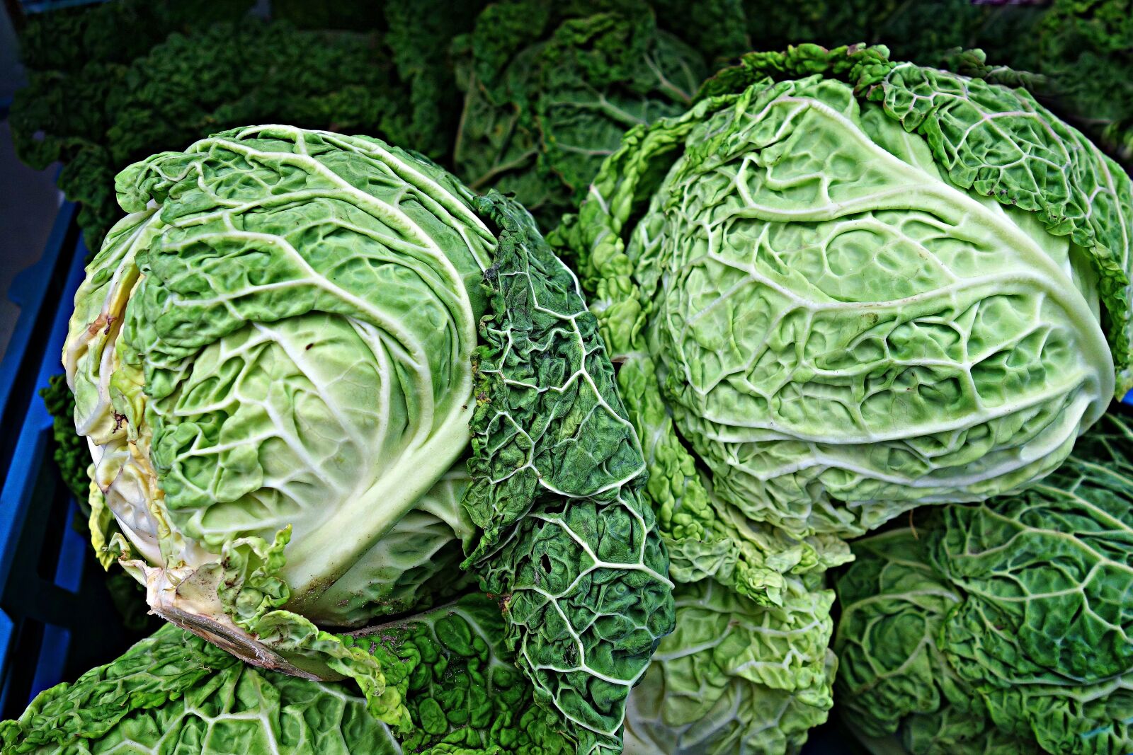 Sony Cyber-shot DSC-RX100 sample photo. Savoy cabbage, cabbage, brassica photography