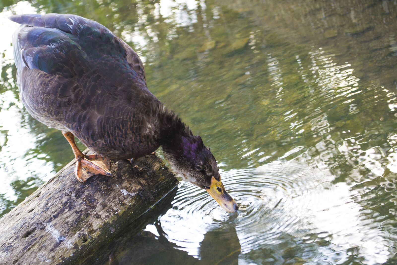 Nikon D3100 sample photo. Duck, water, lake photography