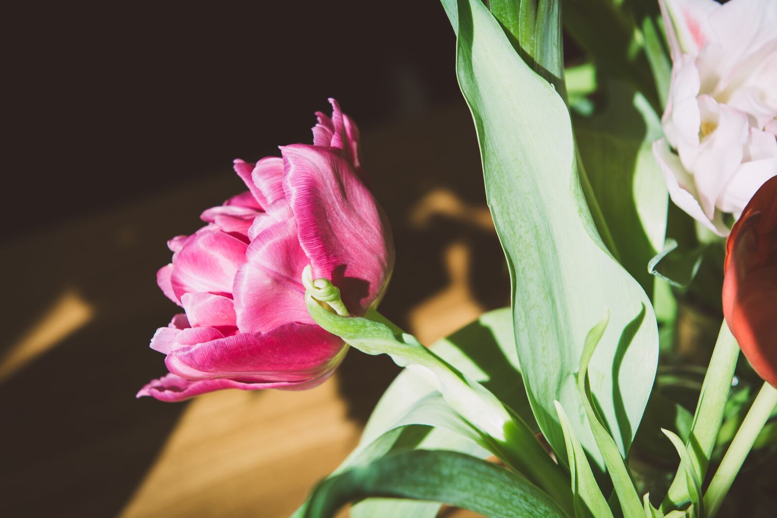 Nikon D7100 sample photo. Tulip, flower, pink photography