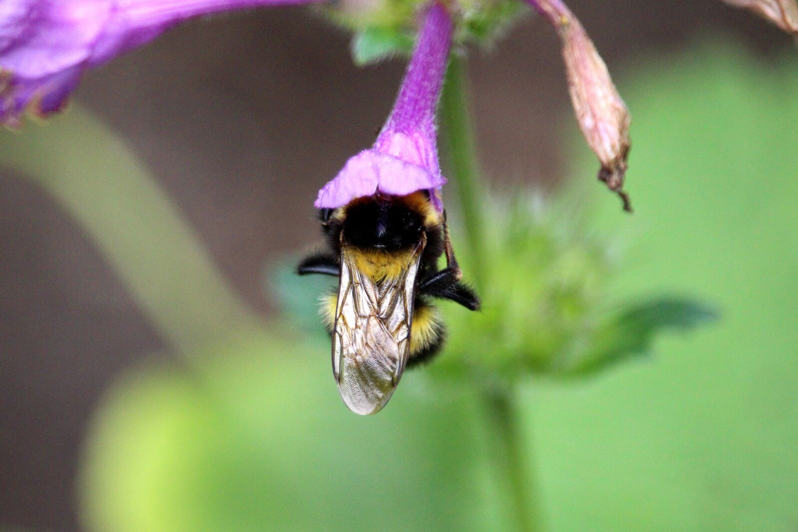 Canon EF-S 55-250mm F4-5.6 IS STM sample photo. Hummel, calyx, food photography