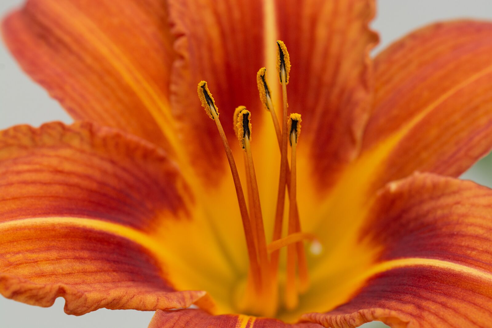 Nikon D7100 sample photo. Lily, orange, flower photography