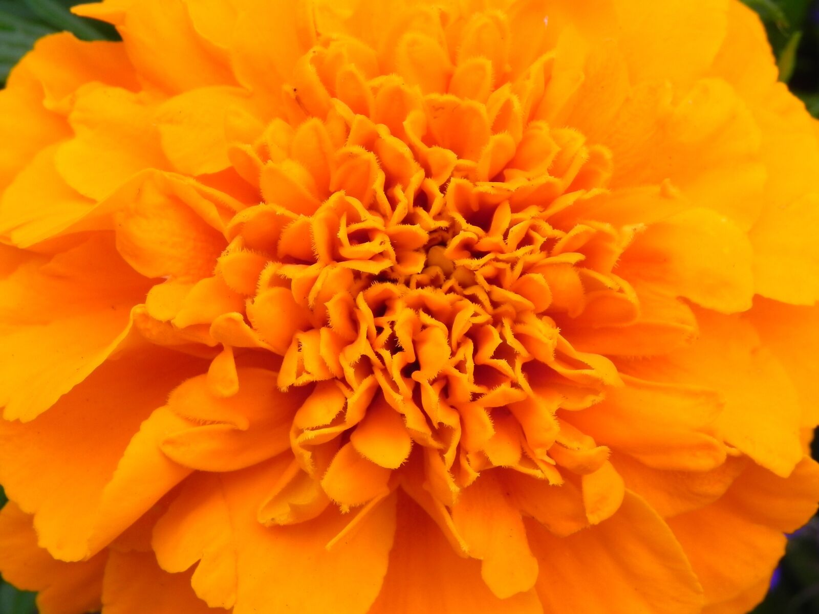 Nikon Coolpix P100 sample photo. Orange, flower, blossom photography