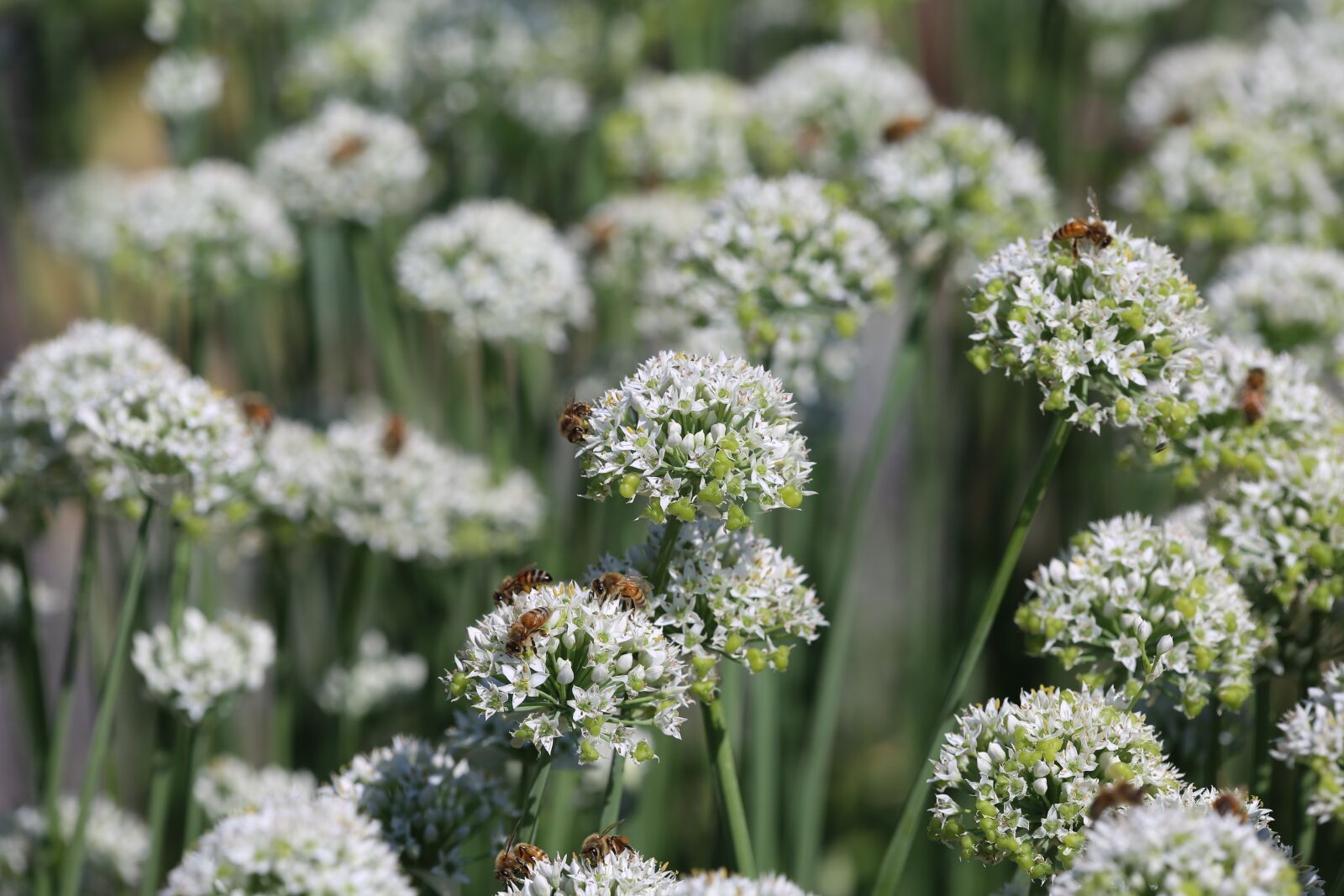 Canon EF 180mm F3.5L Macro USM sample photo. Honeybee, bumblebee, mountain mint photography