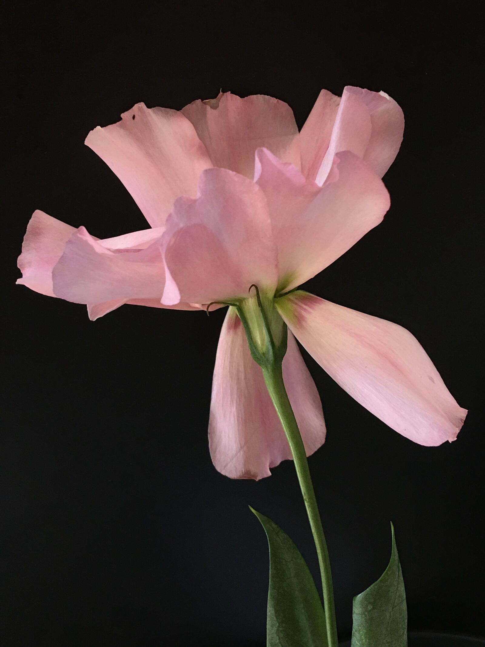 Apple iPhone 6s Plus sample photo. Pink flower, petals pink photography