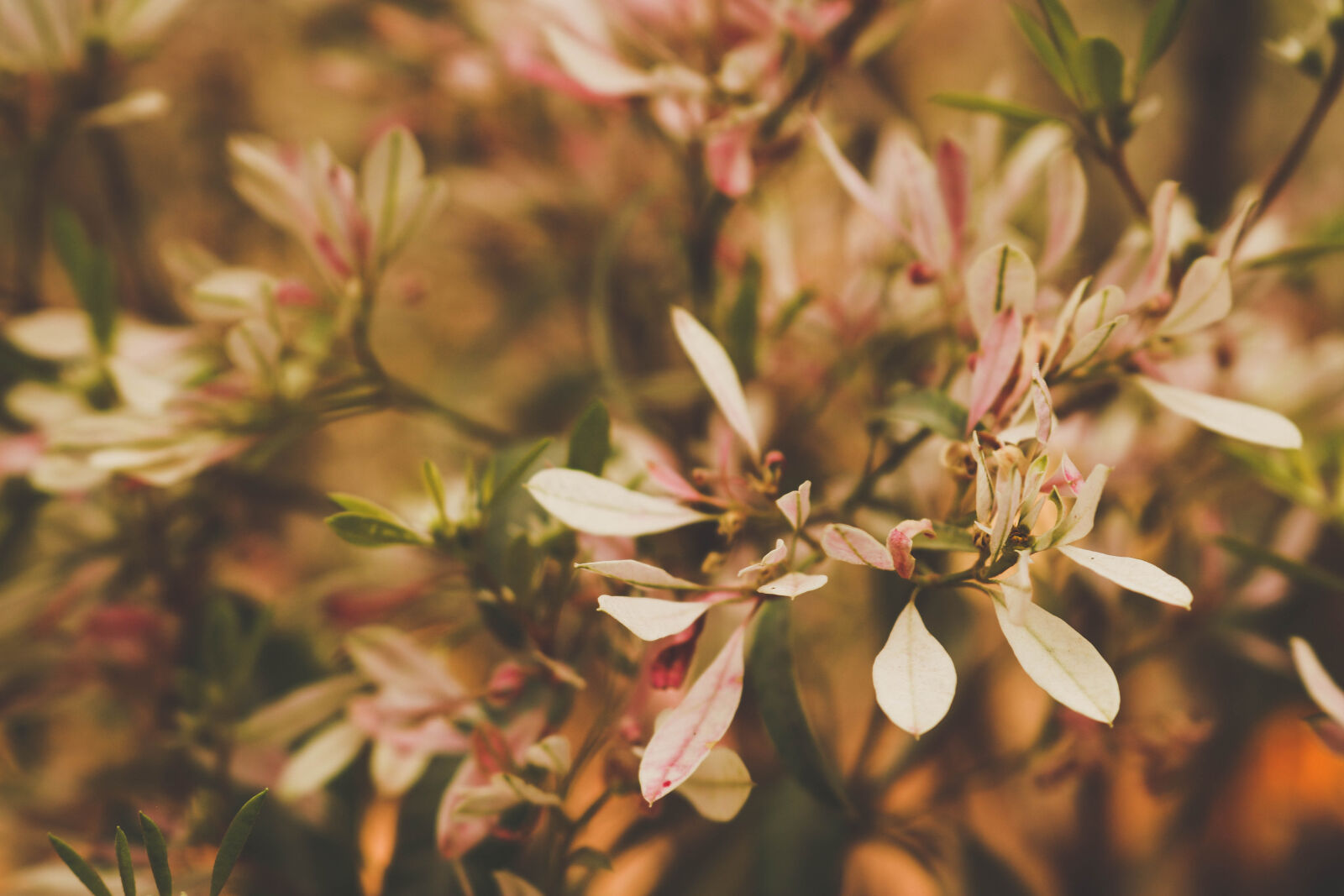 Canon EOS 750D (EOS Rebel T6i / EOS Kiss X8i) sample photo. Beautiful, flowers, pink, flowers photography