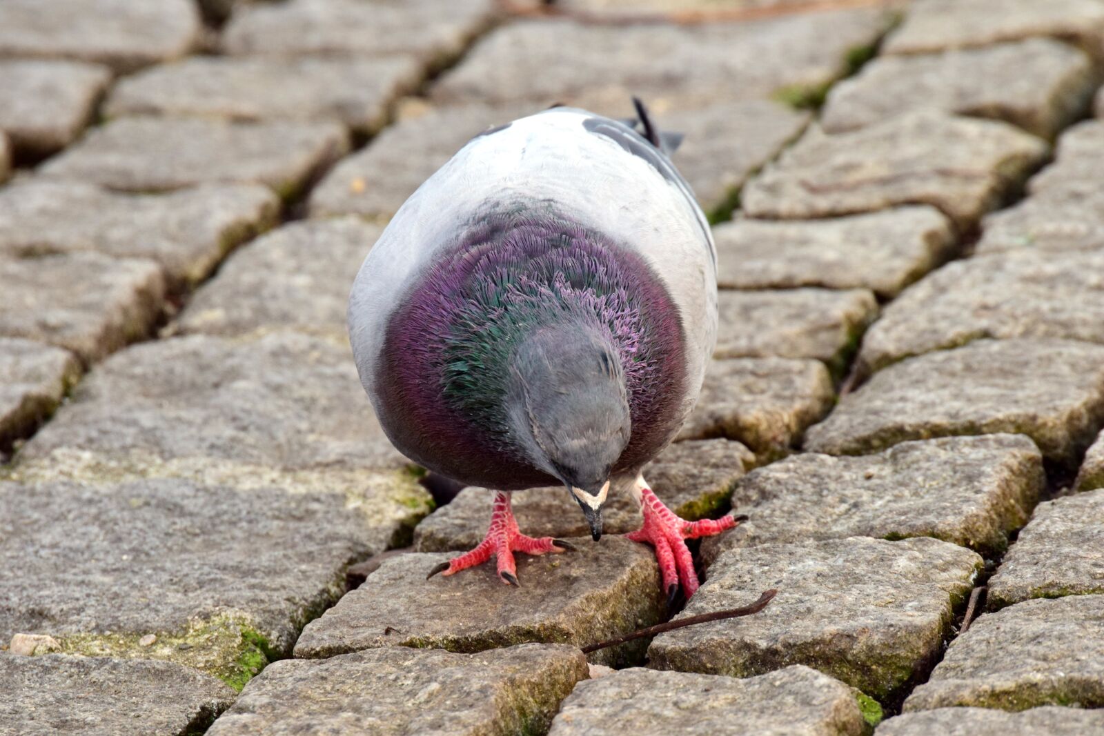 Nikon D3300 sample photo. Dove, grey, grey dove photography