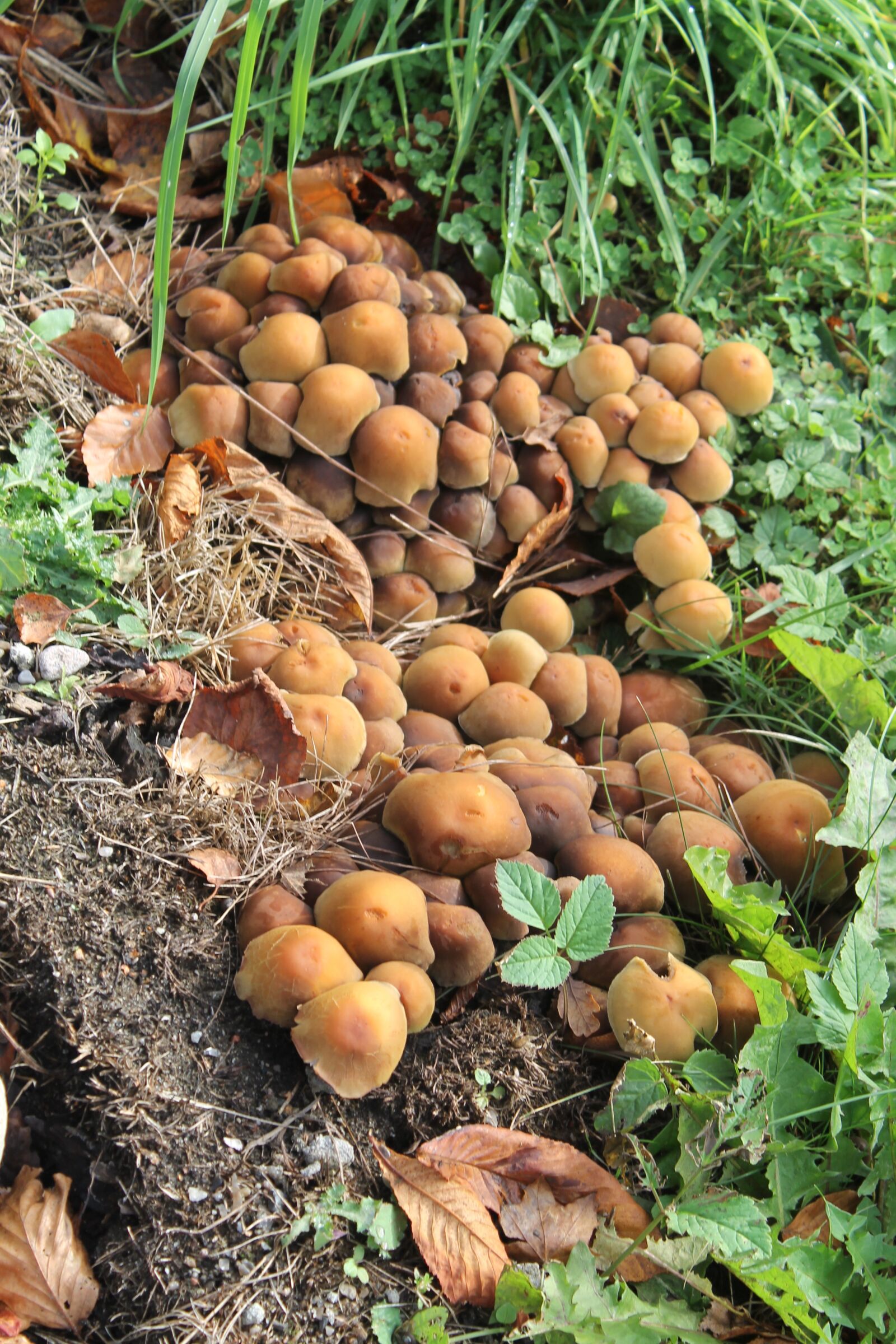 Canon EOS 1100D (EOS Rebel T3 / EOS Kiss X50) sample photo. Mushrooms, fungus, brown photography