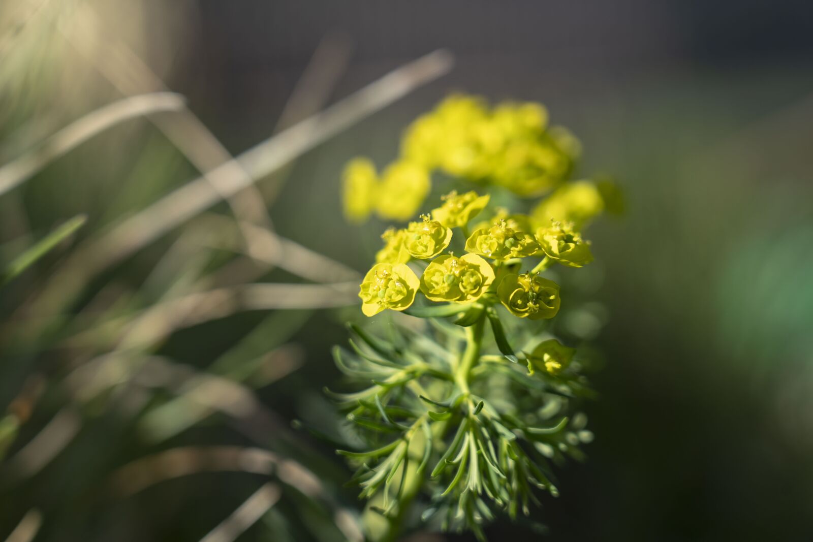 Sony FE 24-105mm F4 G OSS sample photo. Flowers, kvetinky, nature photography