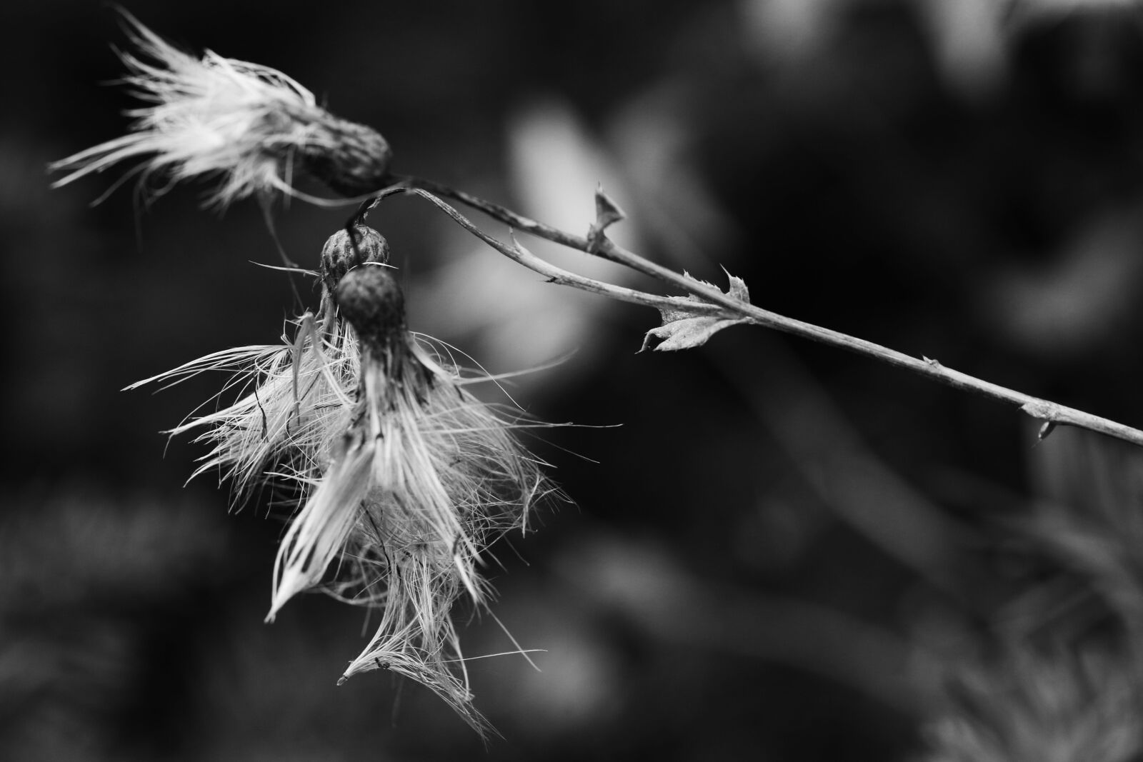 Canon EOS 7D Mark II sample photo. Wild flower, autumn, nature photography