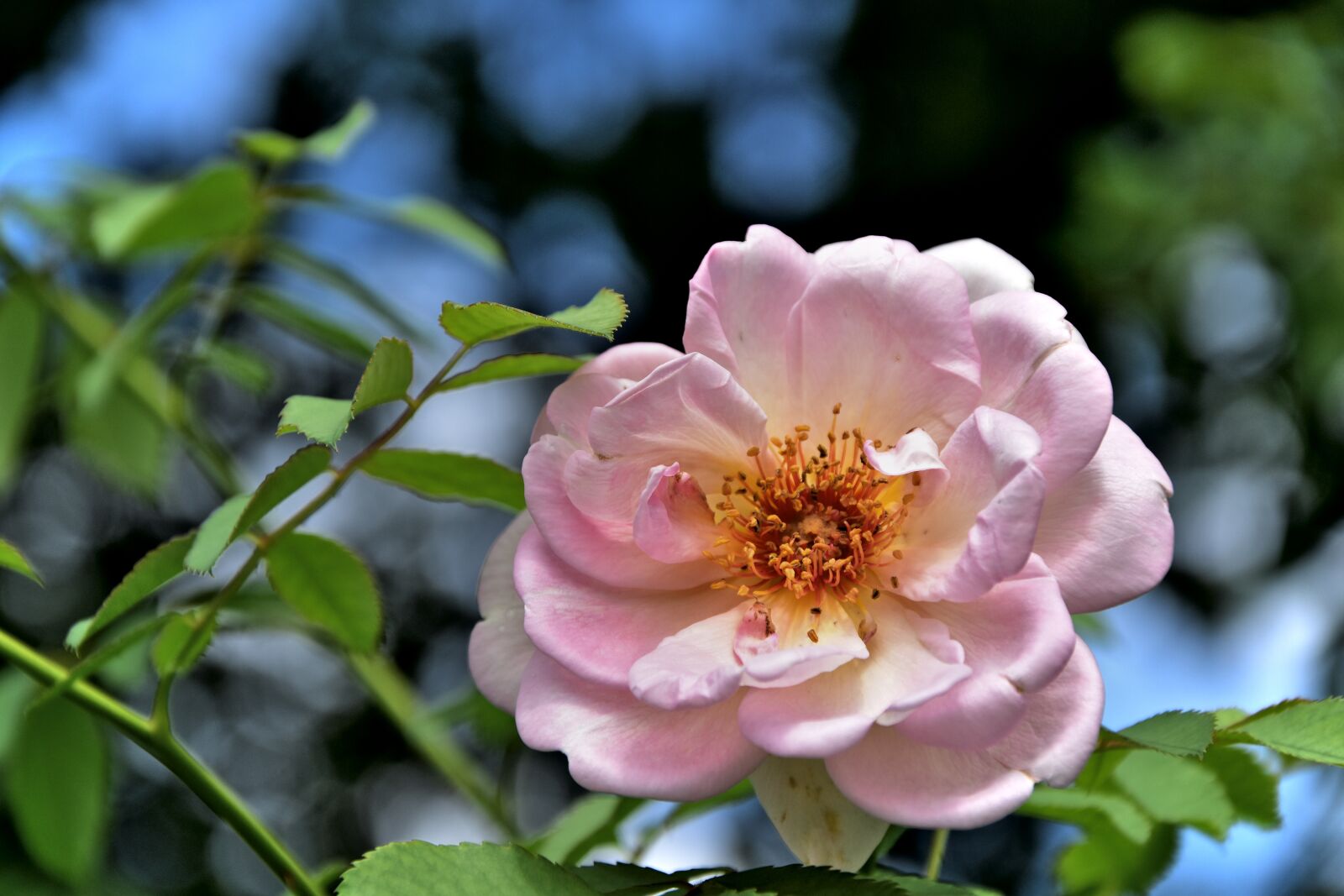Nikon D5500 sample photo. Rose, pink, flower photography