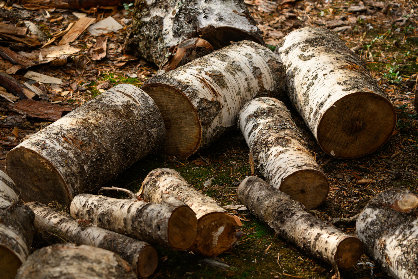Nikon Z8 sample photo. Logging site photography