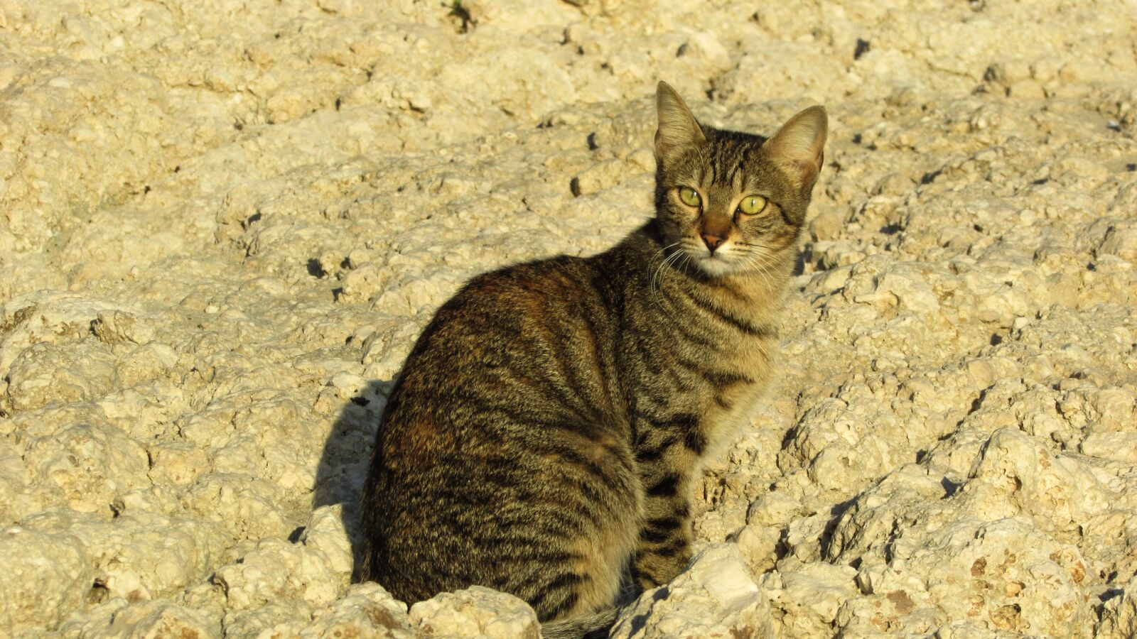 Canon PowerShot SX400 IS sample photo. Cat, stray, beach photography