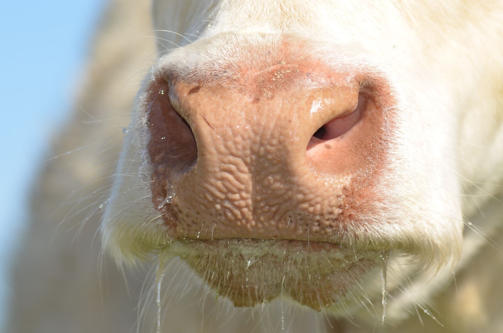 Nikon D5100 sample photo. Nostril, cow, agriculture photography