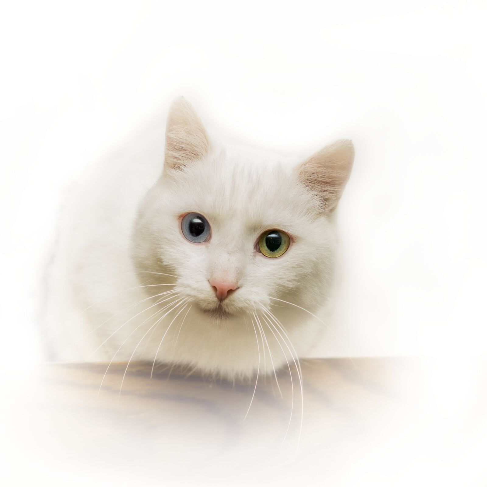 30mm F1.4 DC DN | Contemporary 016 sample photo. Cat, white, eyes photography
