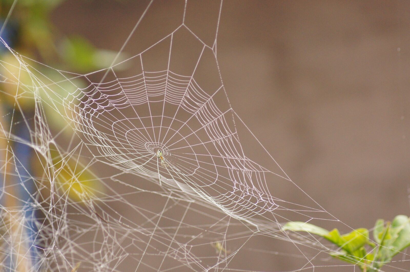 Sony SLT-A55 (SLT-A55V) sample photo. Landscapes, quindio, fauna photography
