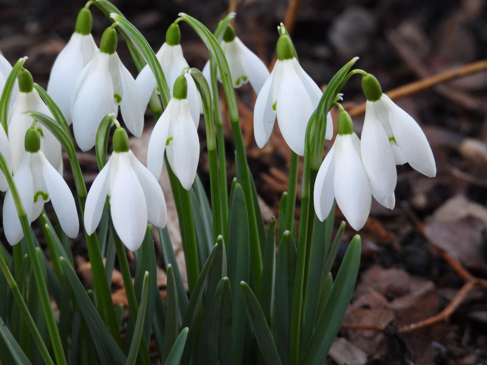 Nikon Coolpix P1000 sample photo. Snowdrops, early spring, plant photography