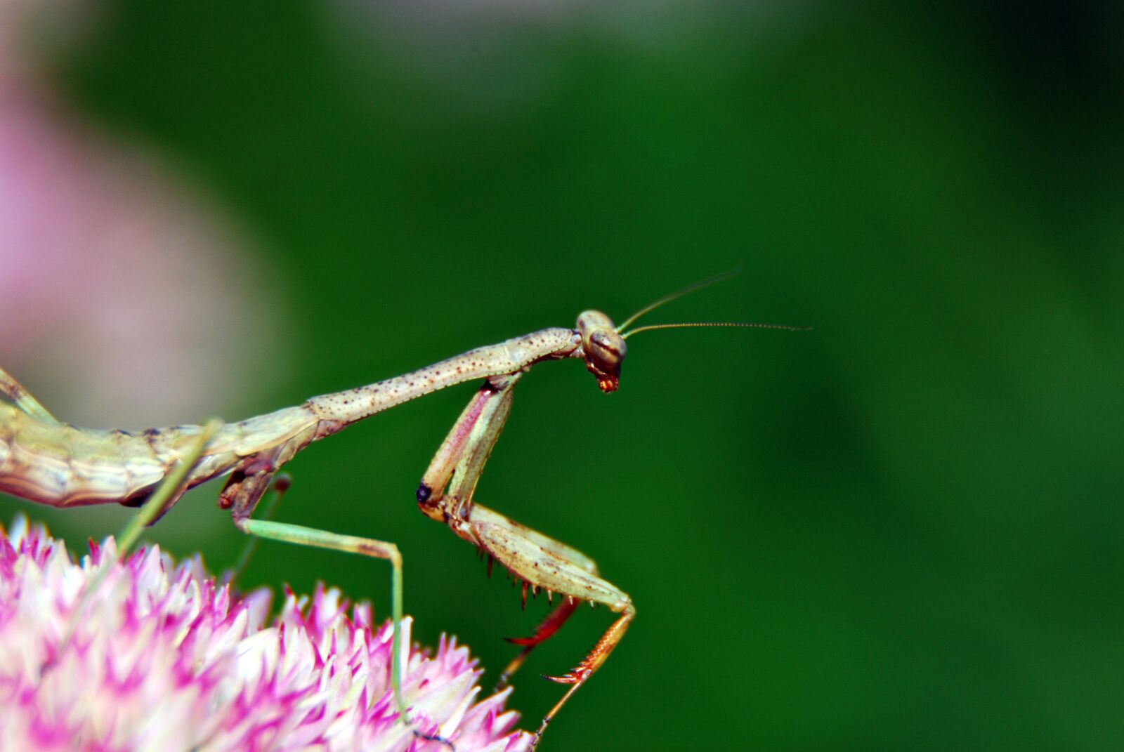 Nikon D80 sample photo. Praying mantis, insect, bug photography