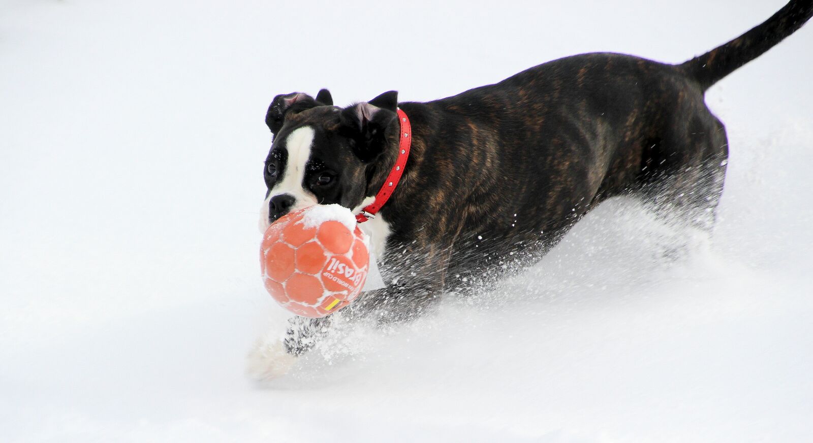 Canon EOS 650D (EOS Rebel T4i / EOS Kiss X6i) sample photo. Dog, boxer, black and photography