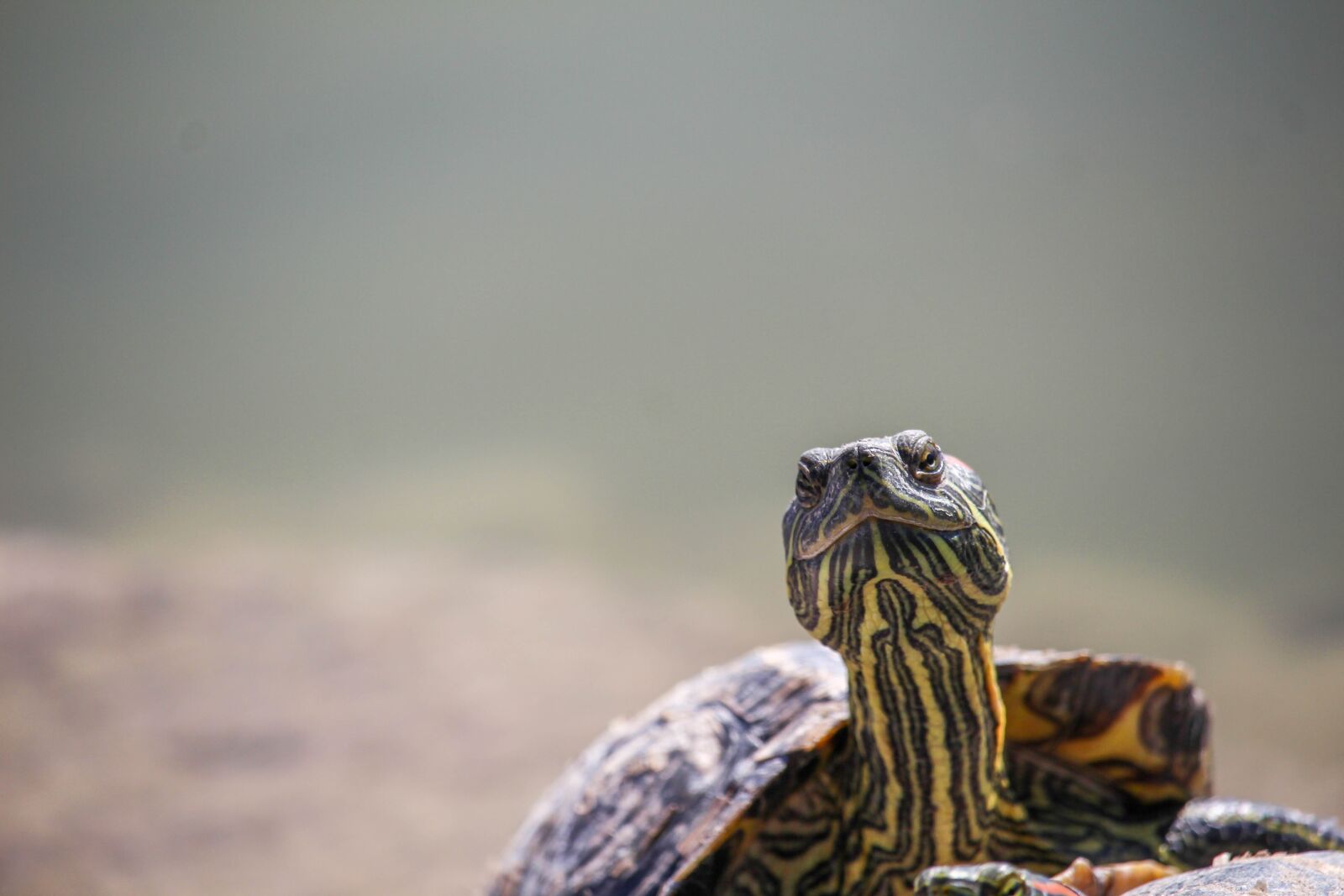 Canon EOS 700D (EOS Rebel T5i / EOS Kiss X7i) sample photo. Turtle, reptile, nature photography