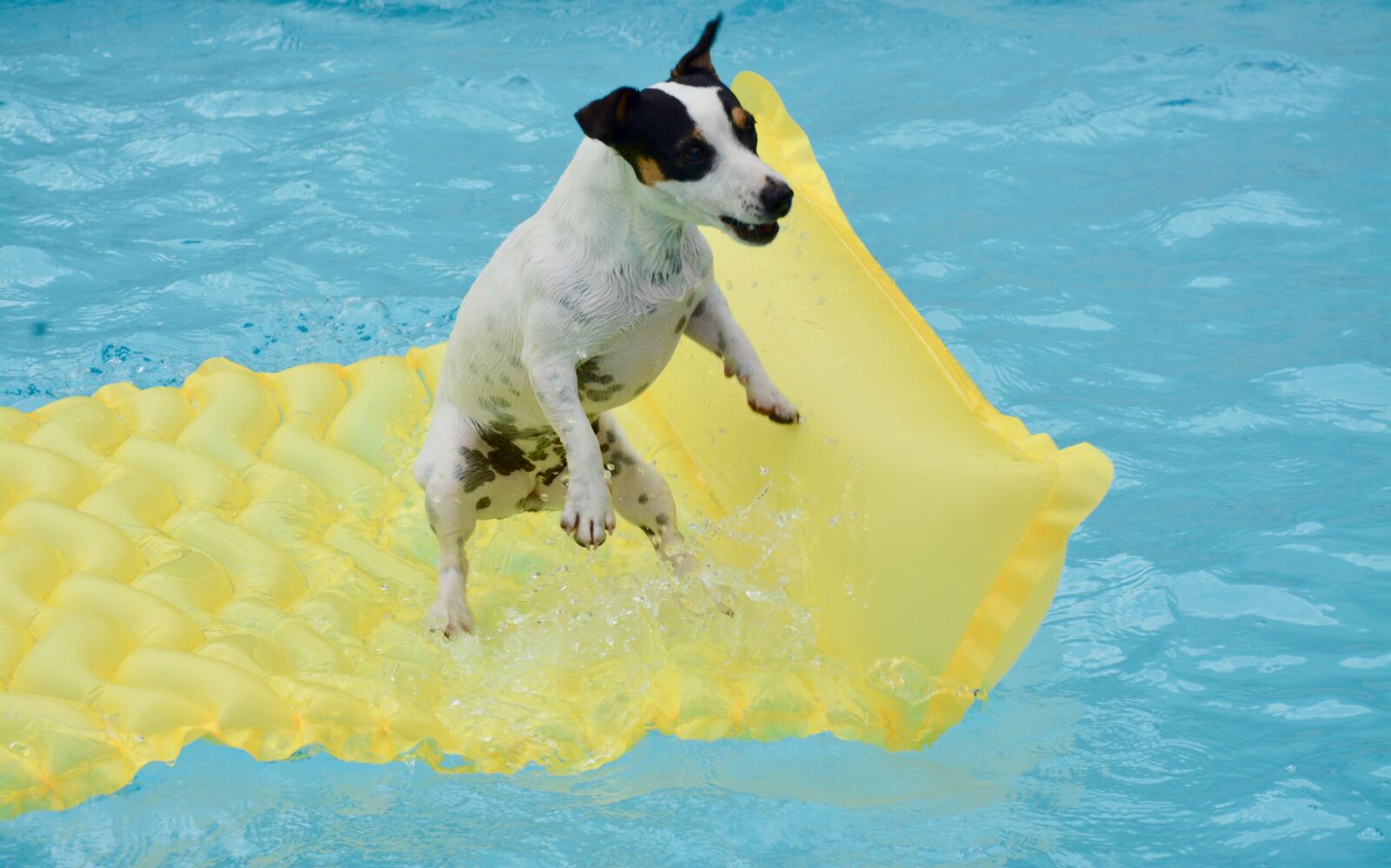 Nikon D7100 sample photo. Jack russel, swimming pool photography