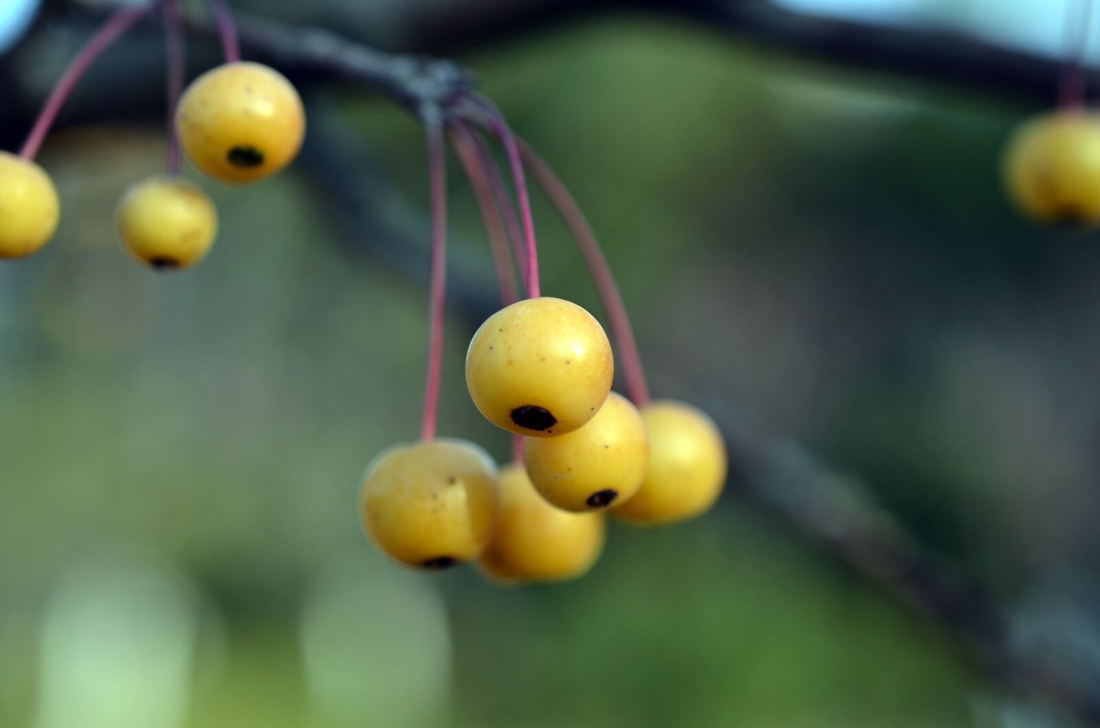 Nikon D7000 sample photo. Crab apples, begonias, cherry photography