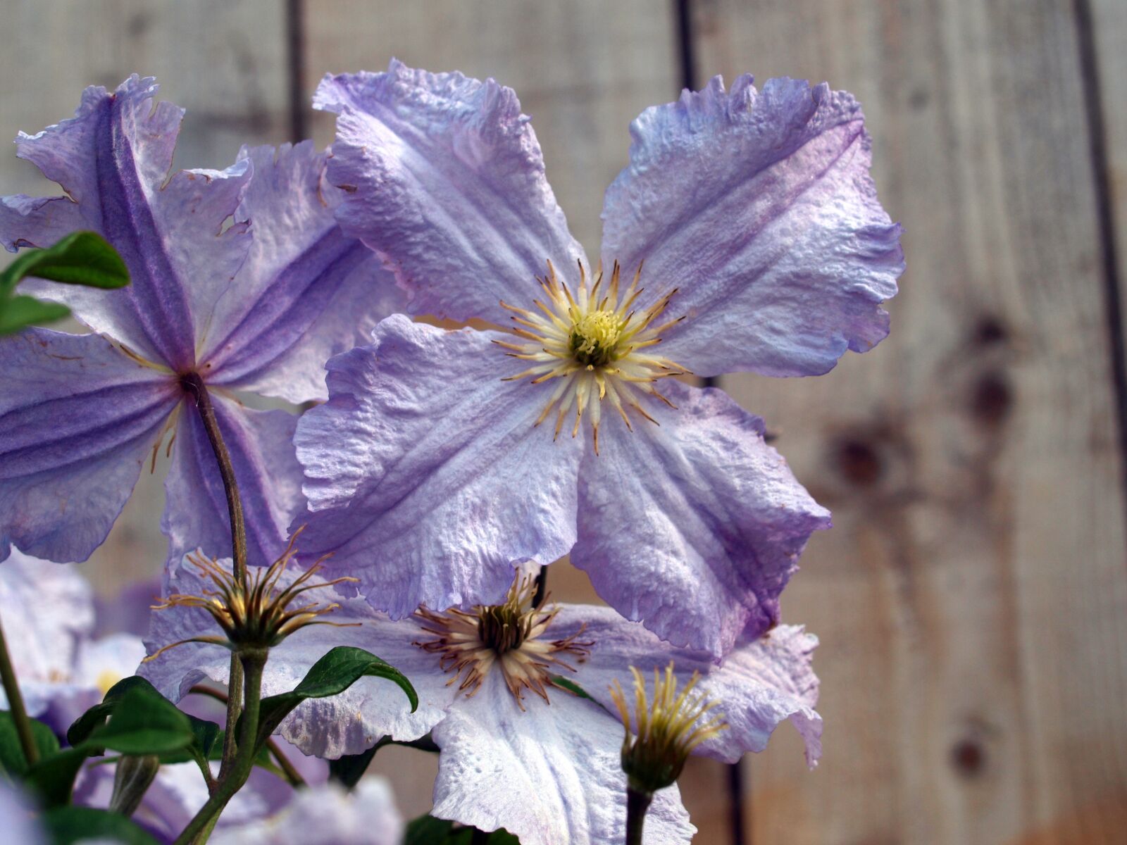 Olympus E-520 (EVOLT E-520) sample photo. Flower, clematis, bloom photography