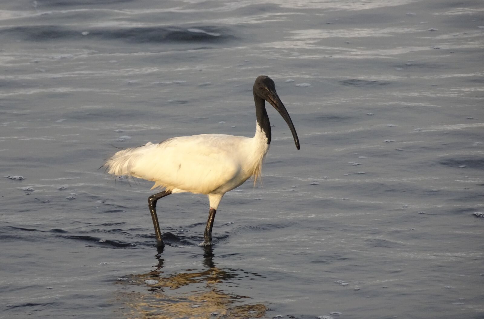 Sony Cyber-shot DSC-HX90V sample photo. Bird, ibis, black-headed ibis photography