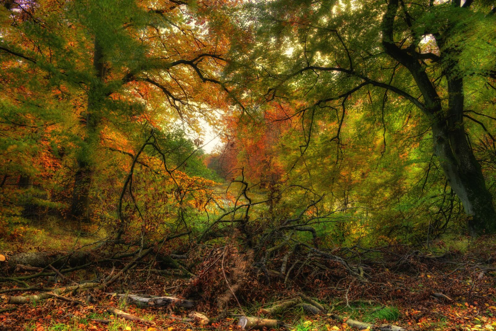 Nikon D7100 sample photo. Autumn, forest, colors photography