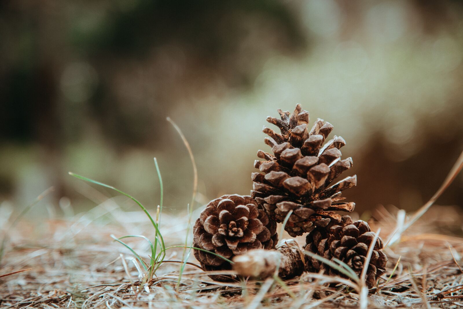 Canon EOS 6D + Canon EF 24-105mm F4L IS USM sample photo. Nature, flora, outdoors photography