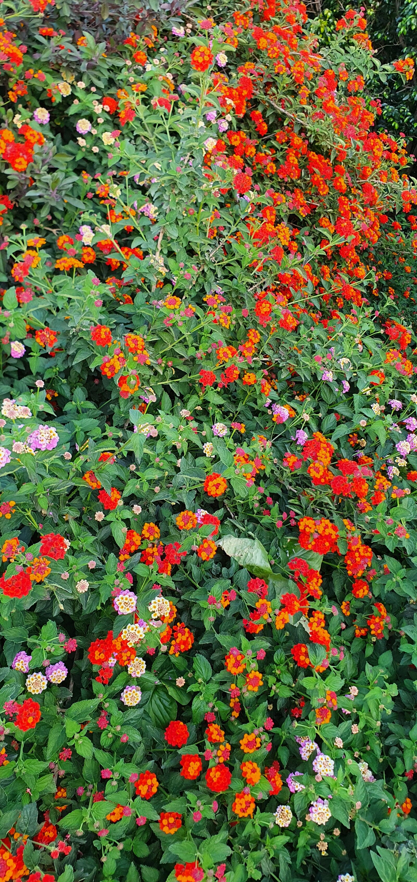 Samsung Galaxy S10e sample photo. Bush, flowers, bloom photography
