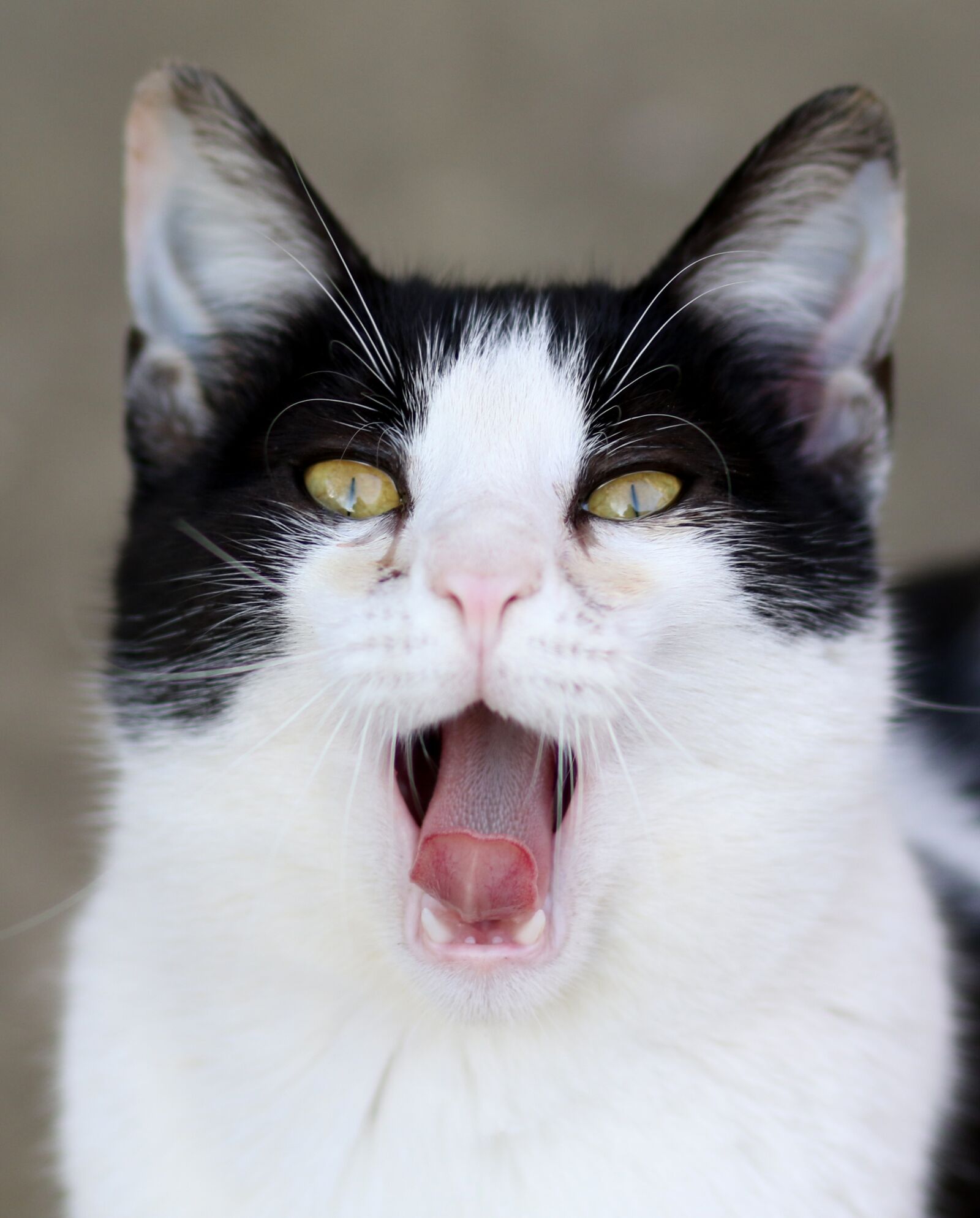 Canon EF 85mm F1.8 USM sample photo. Cat, white, black photography
