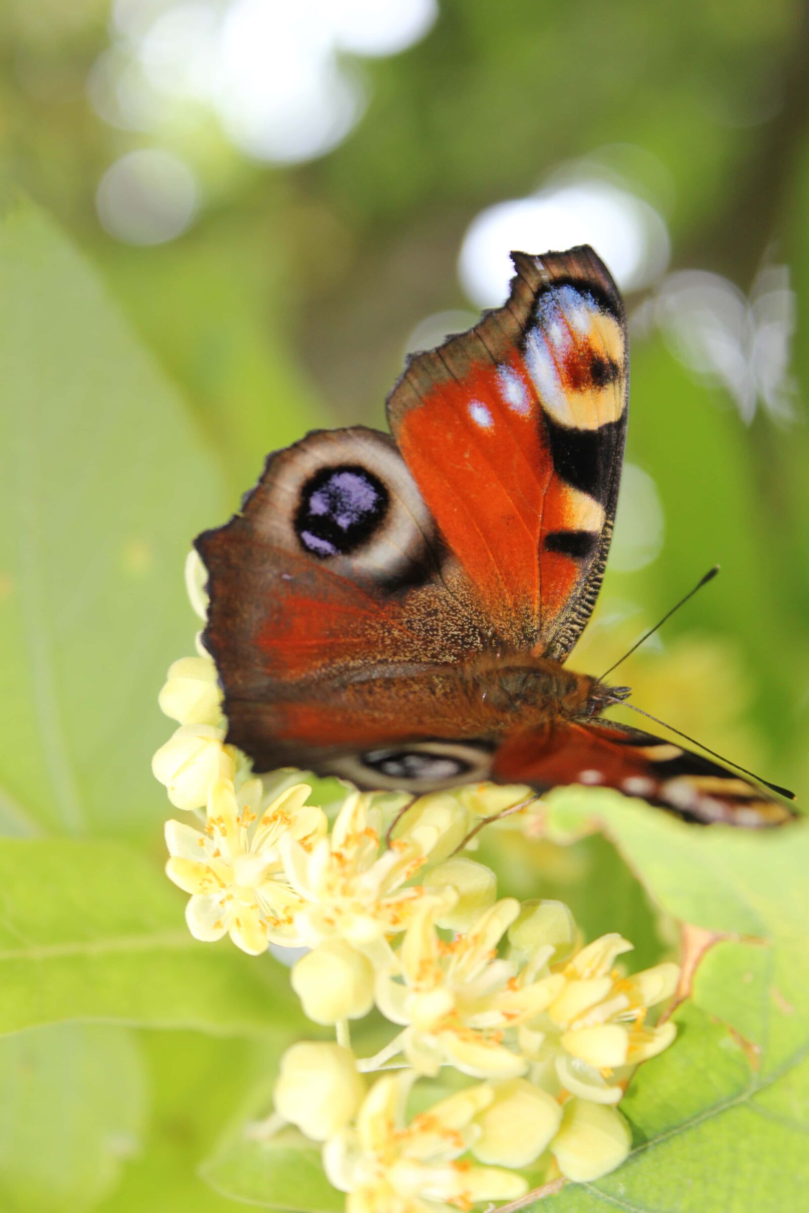 Canon EOS 550D (EOS Rebel T2i / EOS Kiss X4) sample photo. Butterfly flower, butterfly, colorful photography