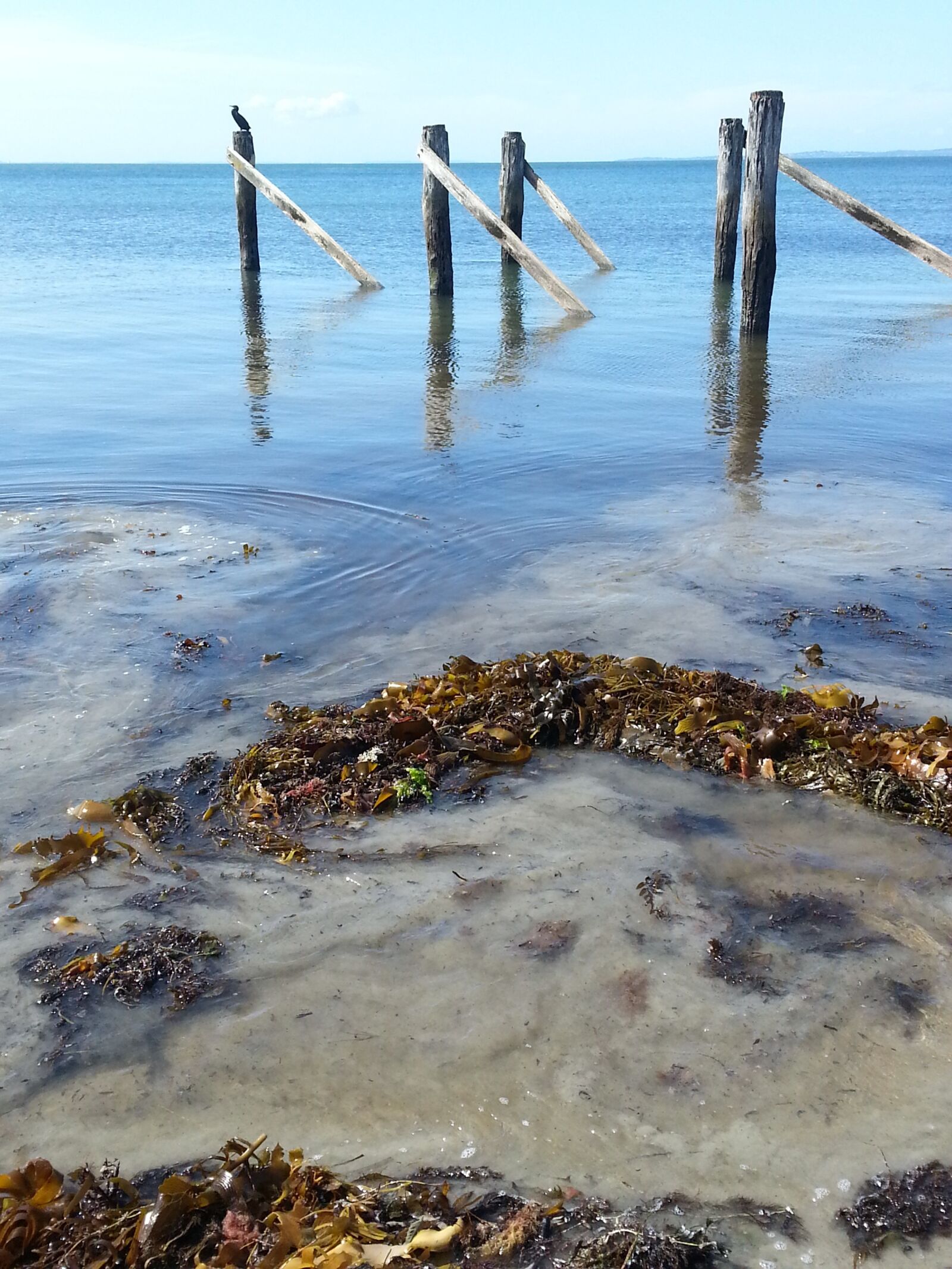 Samsung Galaxy S3 sample photo. Seaside, jetty, birds photography