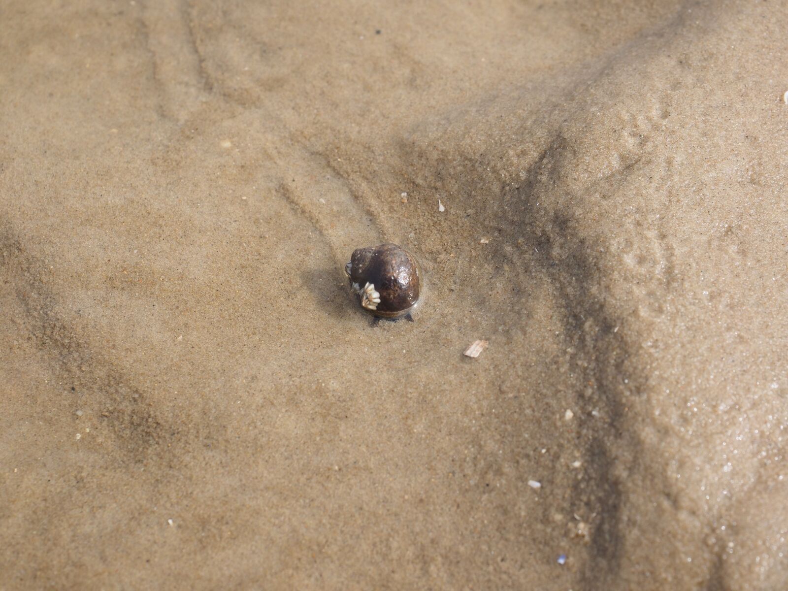 Olympus OM-D E-M1 + Olympus M.Zuiko Digital ED 12-40mm F2.8 Pro sample photo. Large sea snail, snail photography