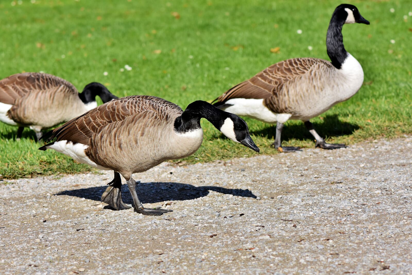 Nikon D7200 sample photo. Canada goose, goose, water photography