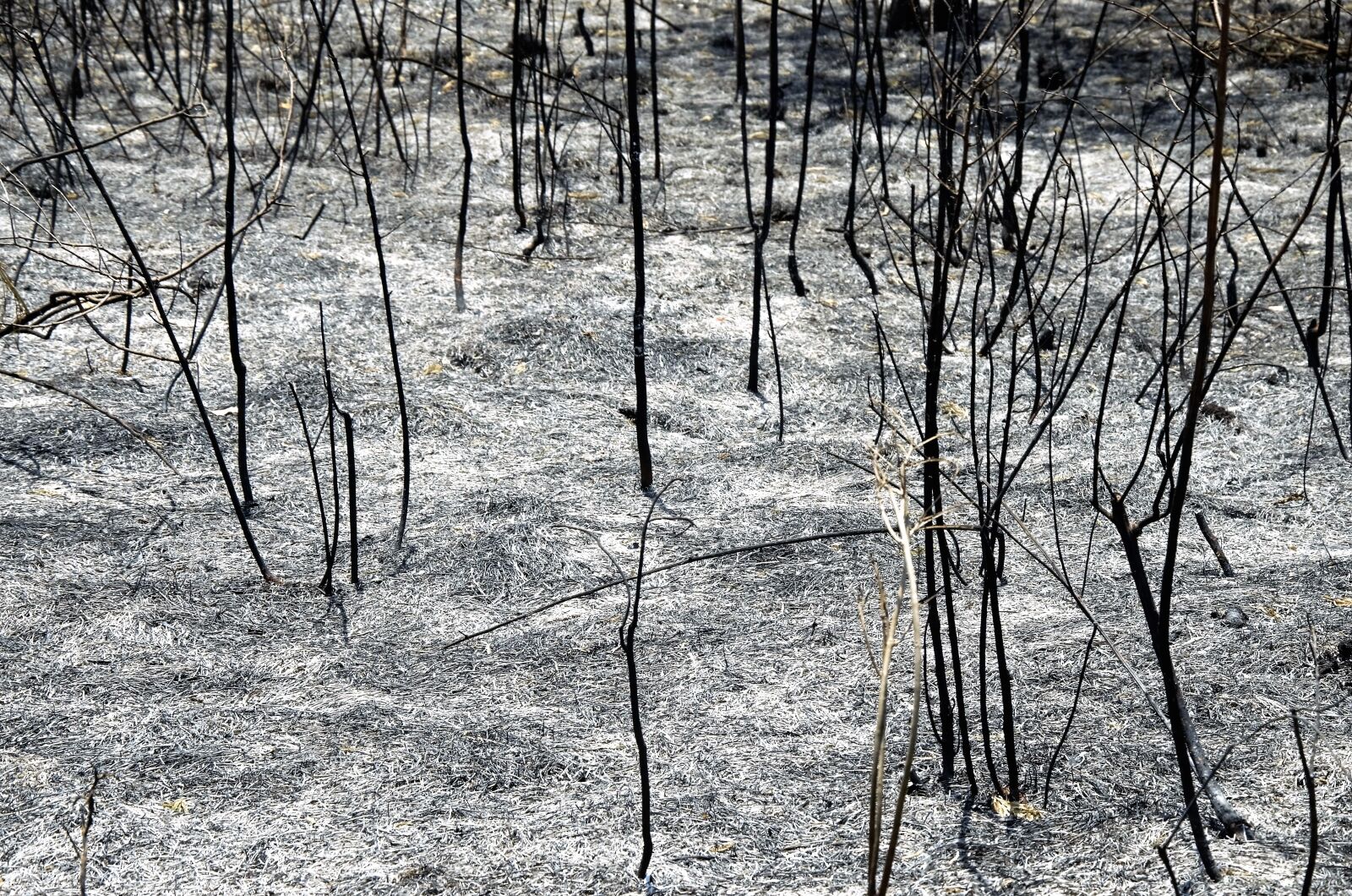 Nikon D5100 sample photo. Burned, fire, burn photography