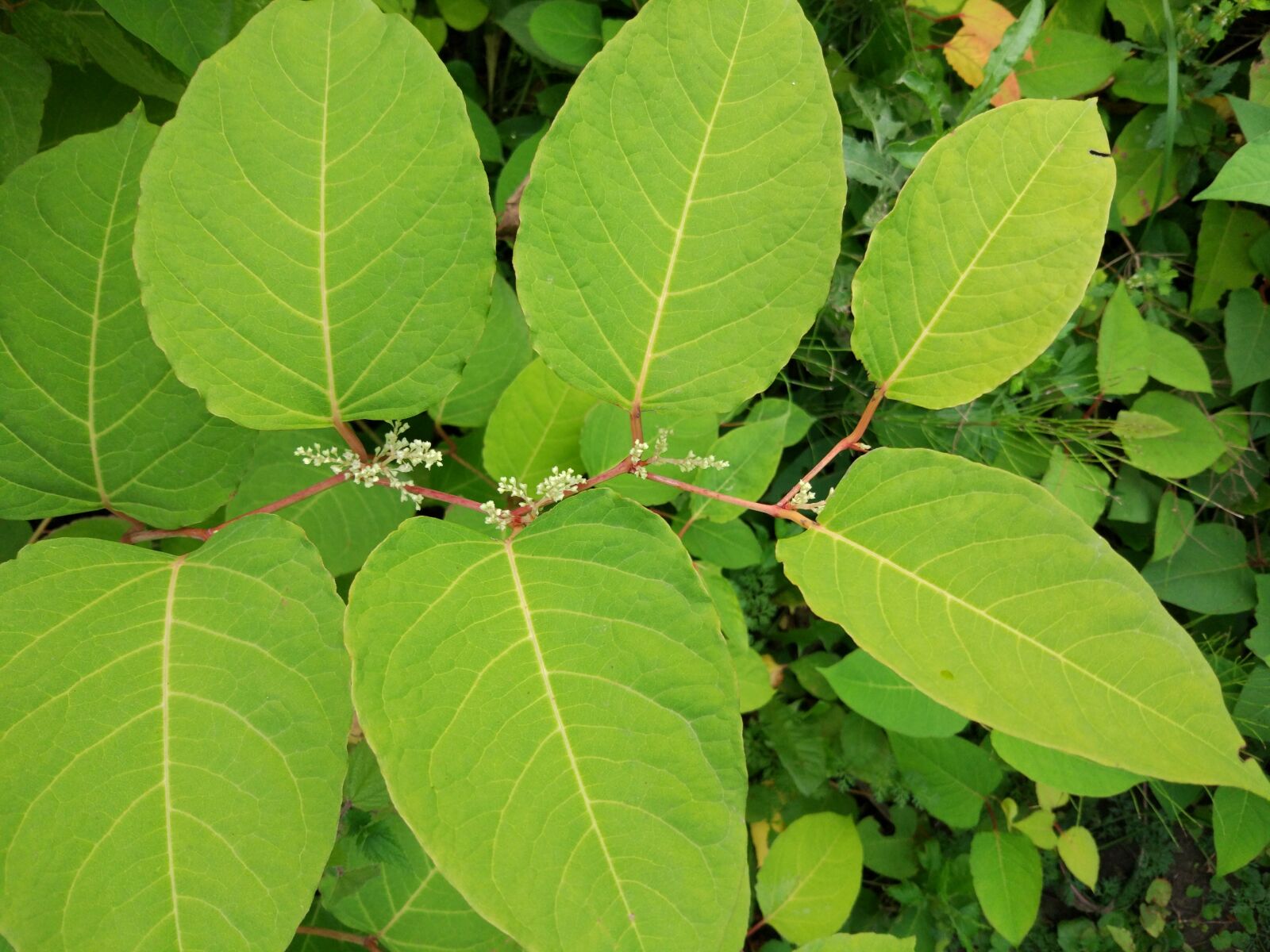 Xiaomi MI 5 sample photo. Leaves, green, nature photography