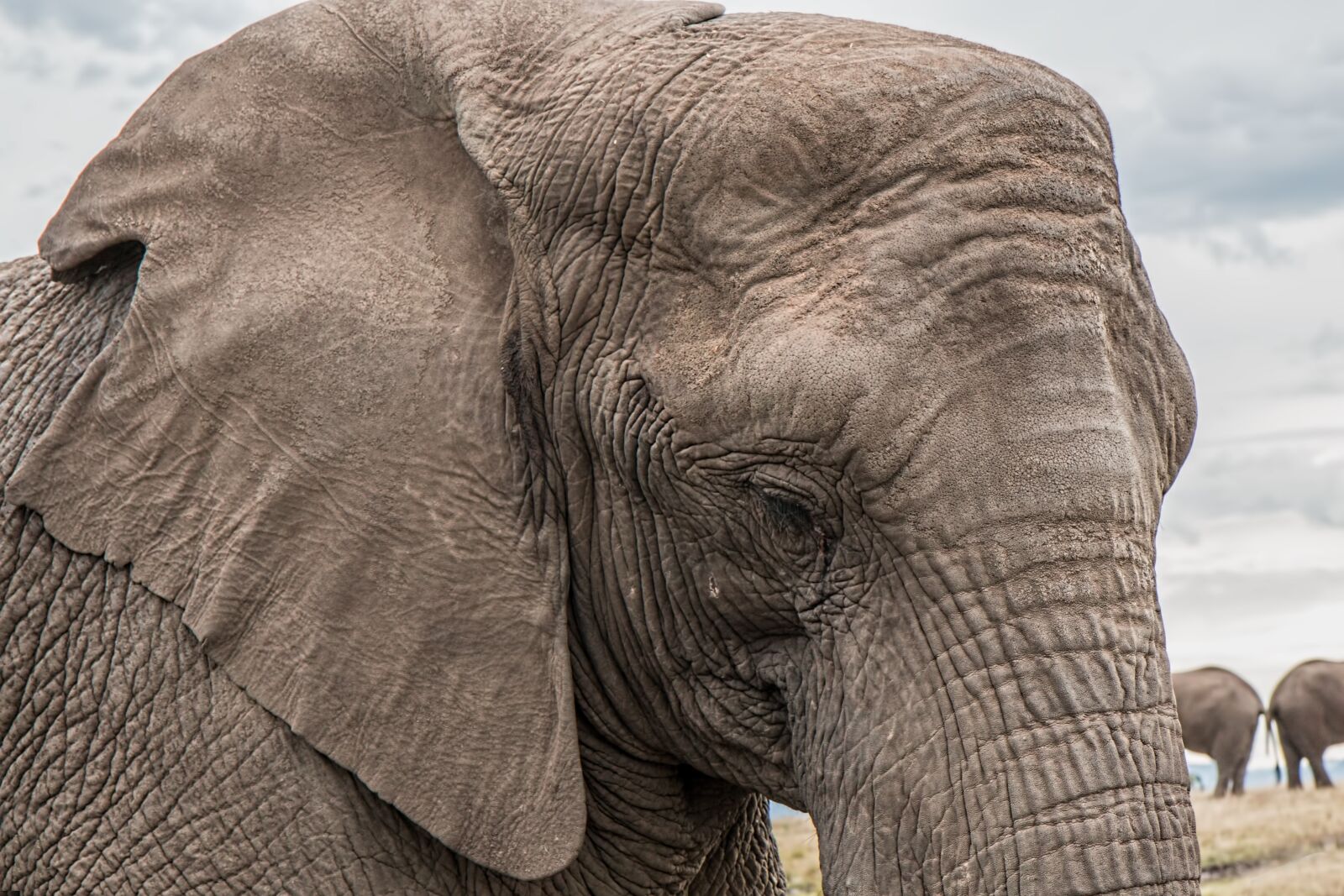 Canon EOS 70D sample photo. Elephant, trunk, big photography