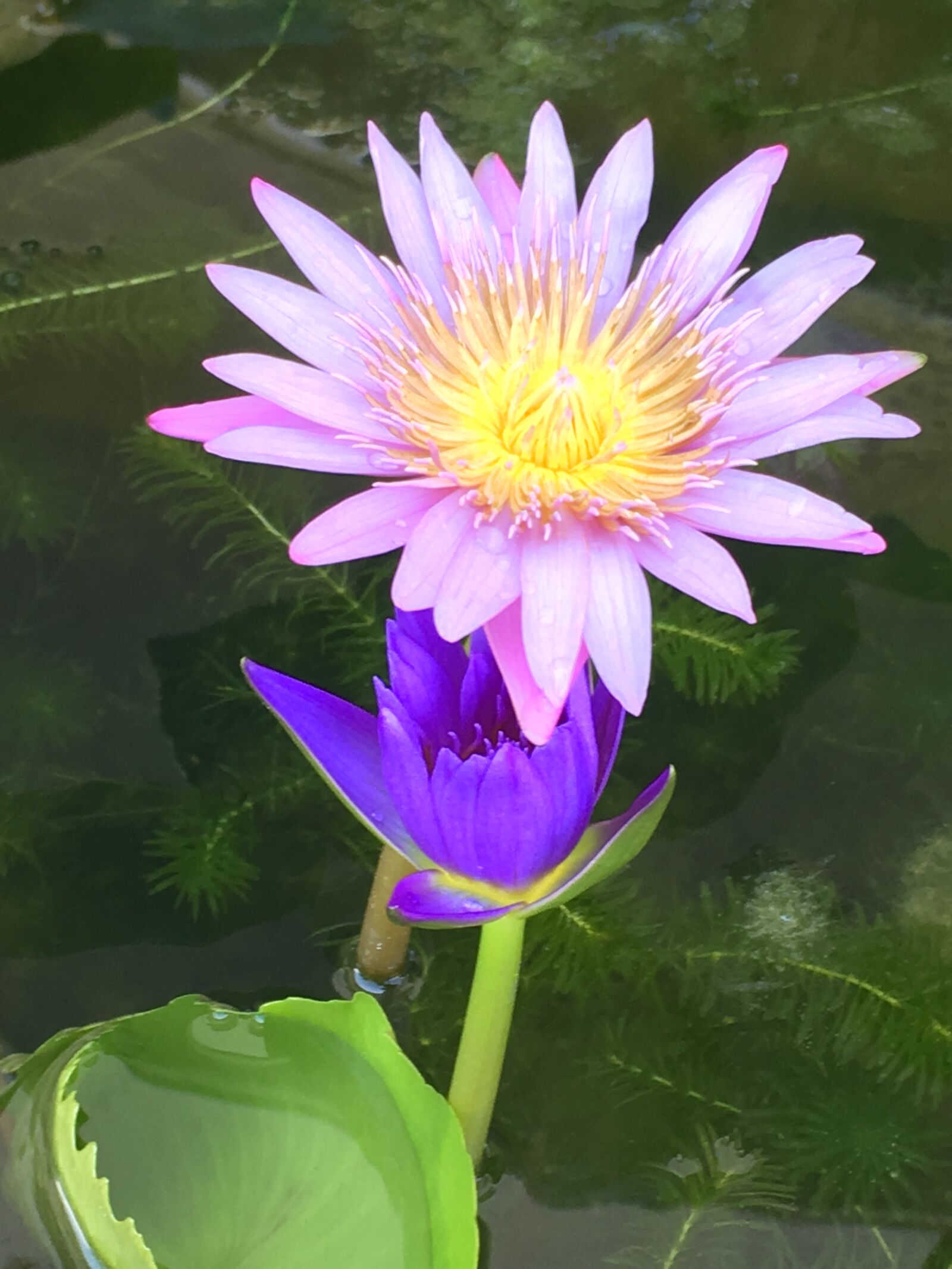 iPhone SE back camera 4.15mm f/2.2 sample photo. Water lily, blossom, nature photography
