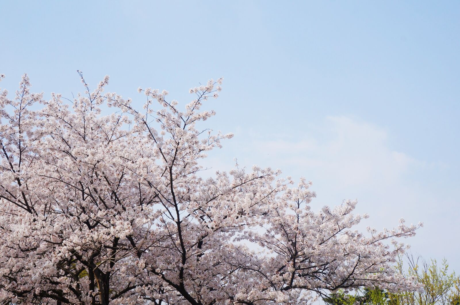 Sony Alpha NEX-F3 + Sony E 18-55mm F3.5-5.6 OSS sample photo. Cherry blossom, cherry blossoms photography