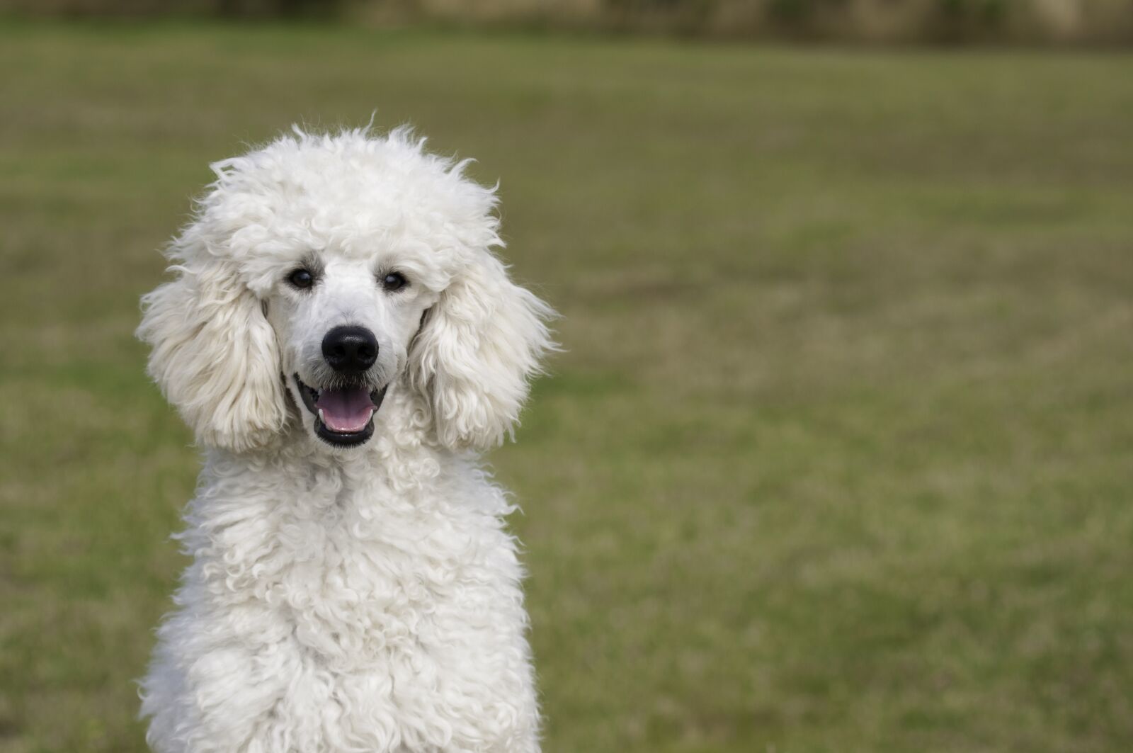 Nikon D300S sample photo. Poodle, the poodle, dog photography