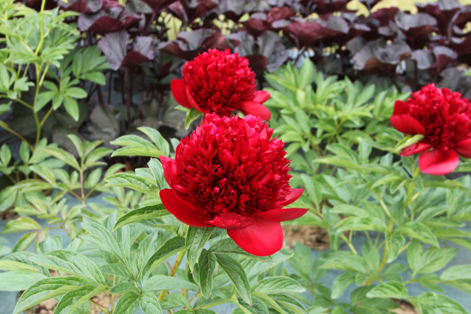 Canon EOS 500D (EOS Rebel T1i / EOS Kiss X3) sample photo. Nature, flower, garden photography